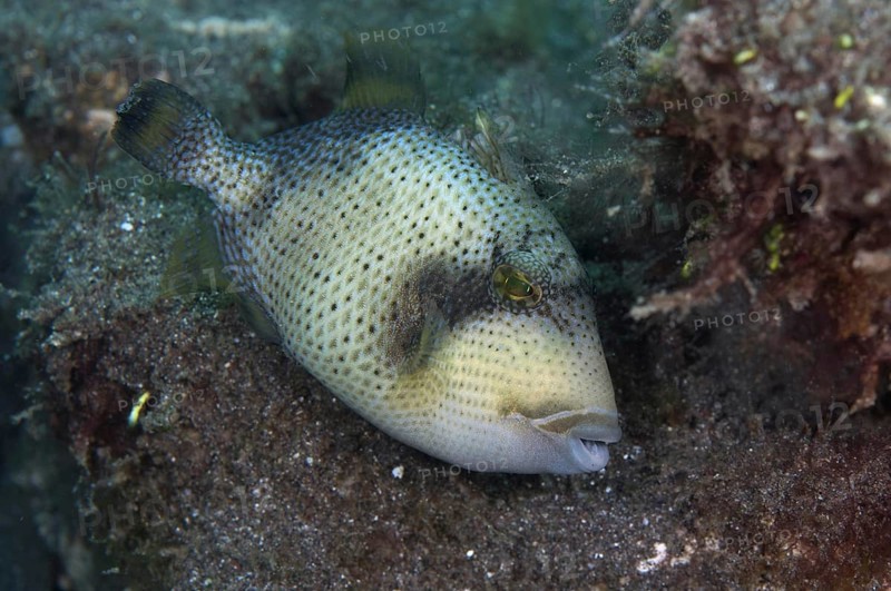 Yellow Triggerfish