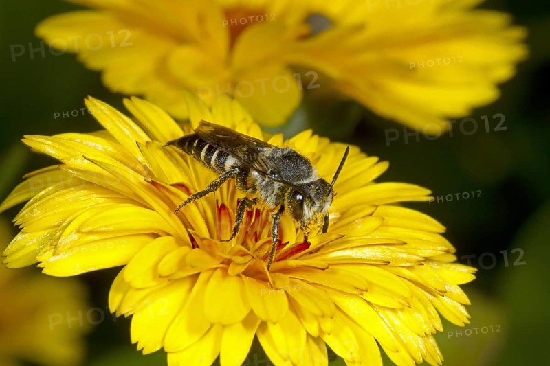 Cone bee