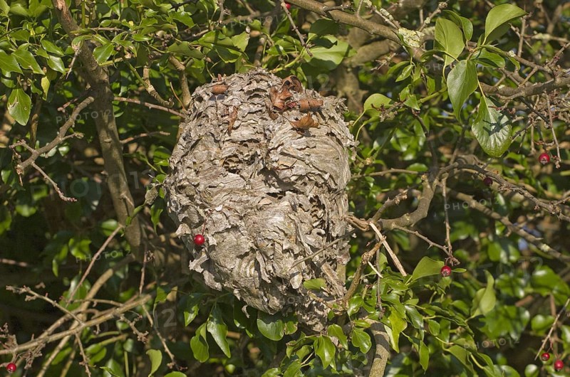 Paravespula vulgaris