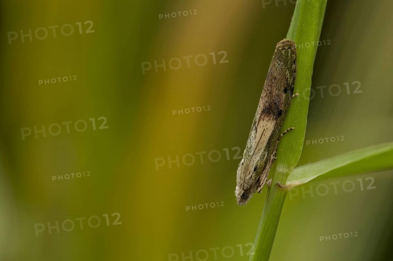 Bee moth