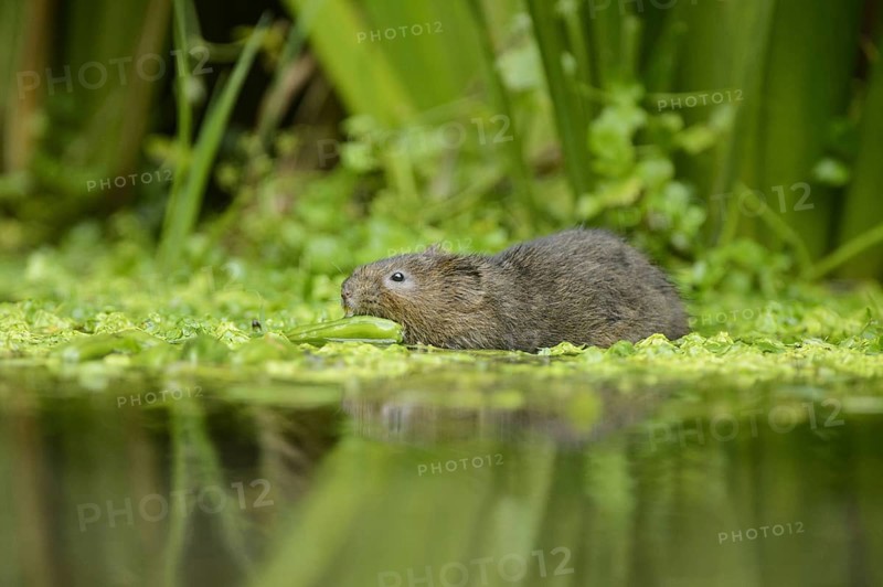 European water vole