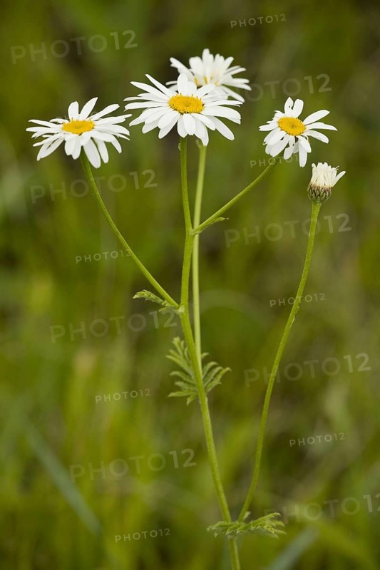 Chrysanthemum corymbosum