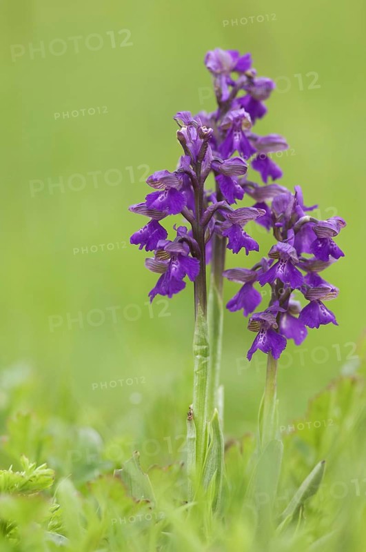 Green-winged Orchid