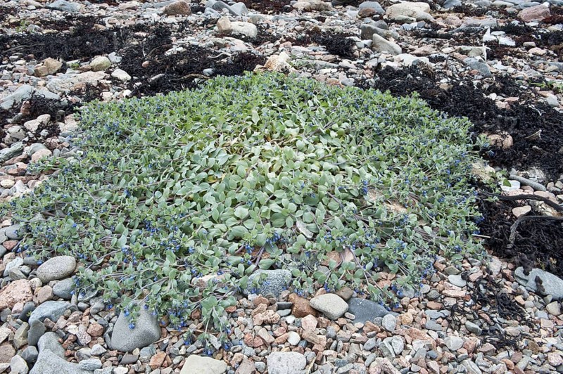 Flowering oysterleaf