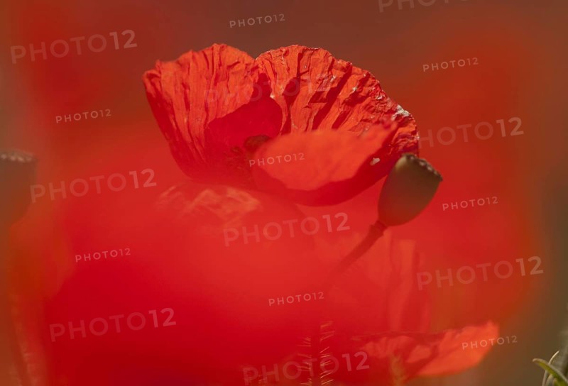 Corn Poppy