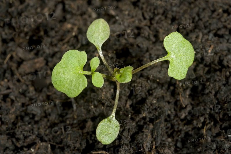 Hairy bittercress