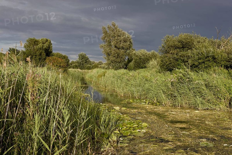 Common reed