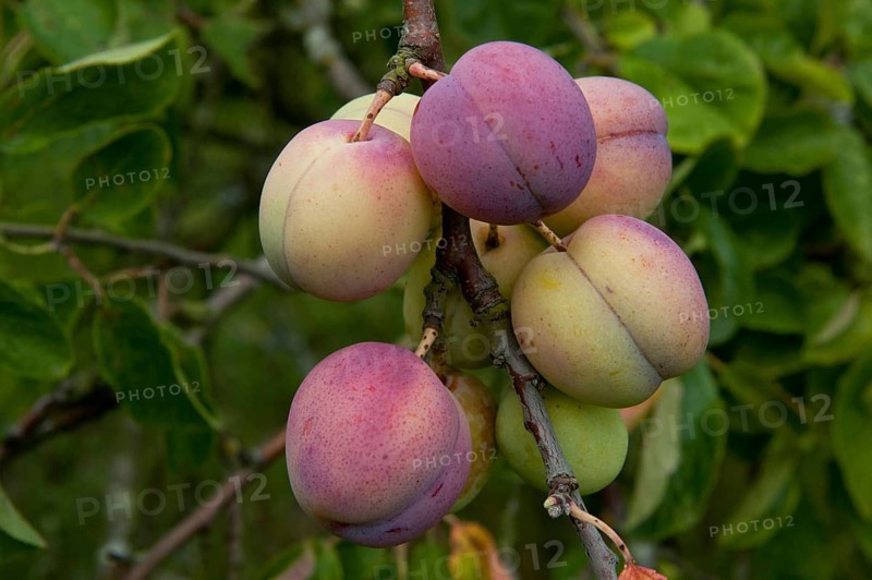 Prunus x domestica