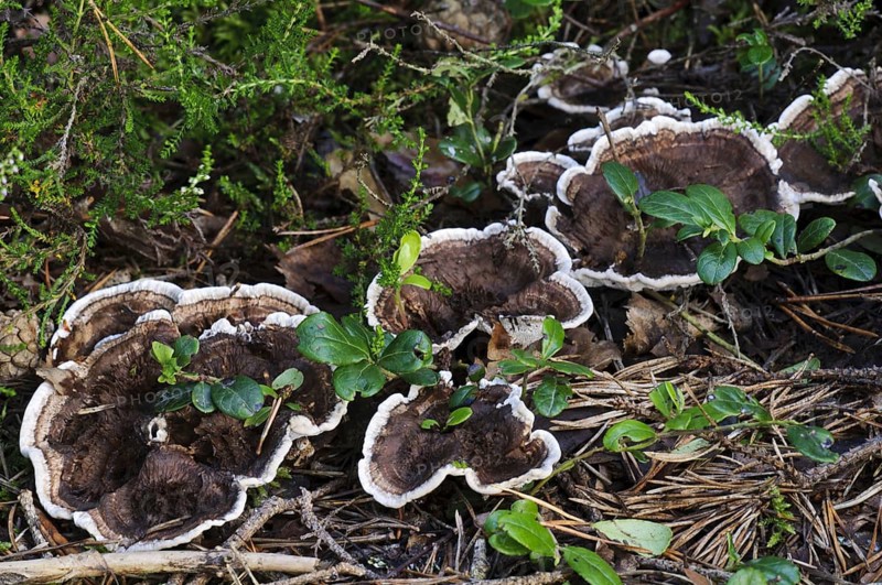 Zoned Tooth Fungus
