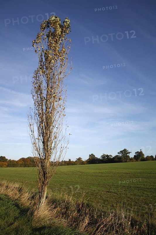 Lombardy Poplar