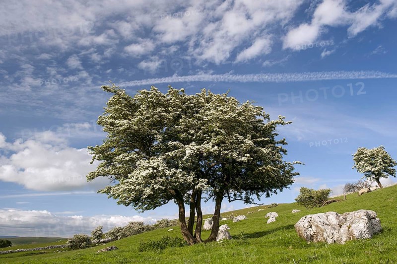 Common common hawthorn
