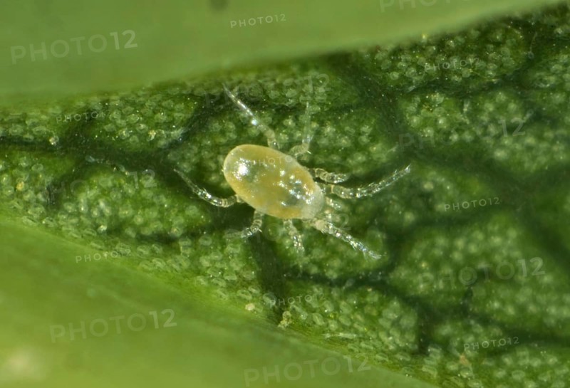 Phytoseiid mite