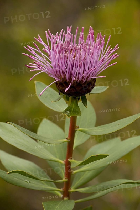 Stirling Ranges coneflower
