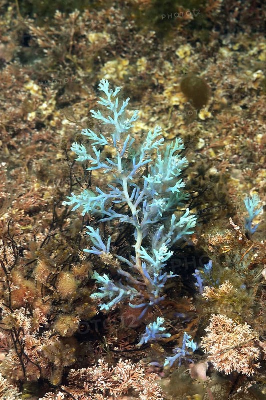 Magic seaweed