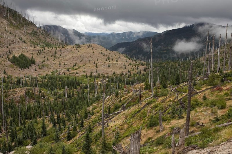 View of burnt coniferous forest habitat
