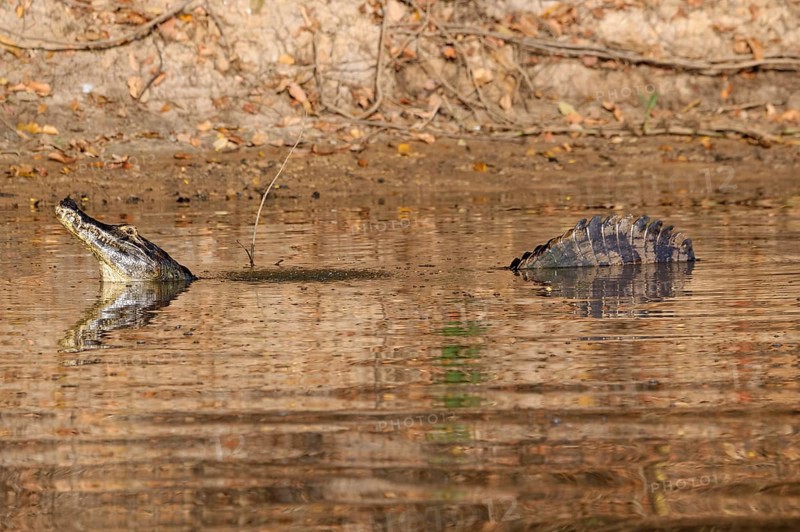 Yacare caiman