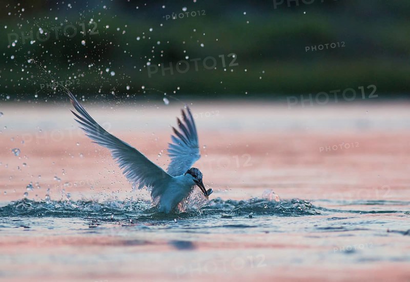 Sandwich tern