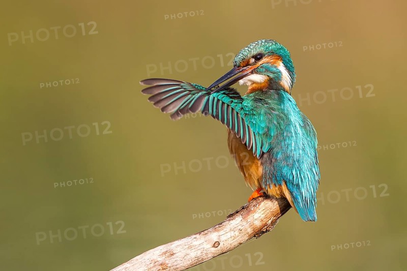 Kingfisher