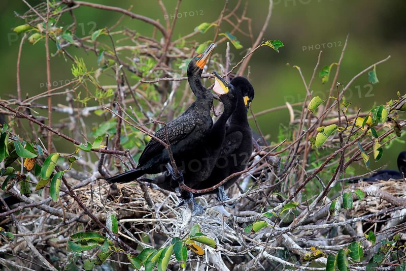 Olivaceous cormorant