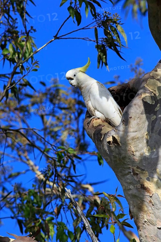 Sulphur-crested cockatoo