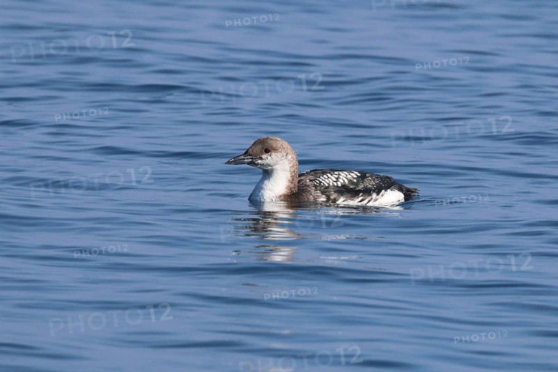 Black-throated loon