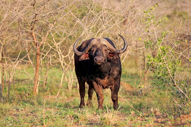 African buffalo