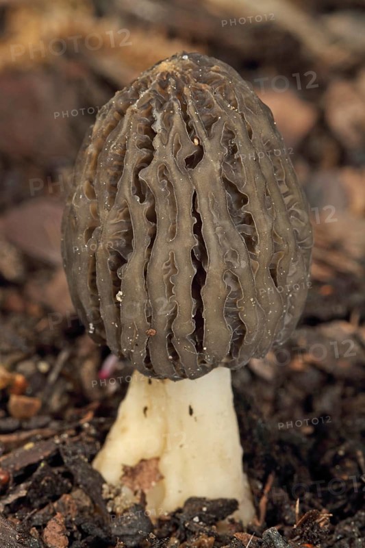 Cone-shaped morel