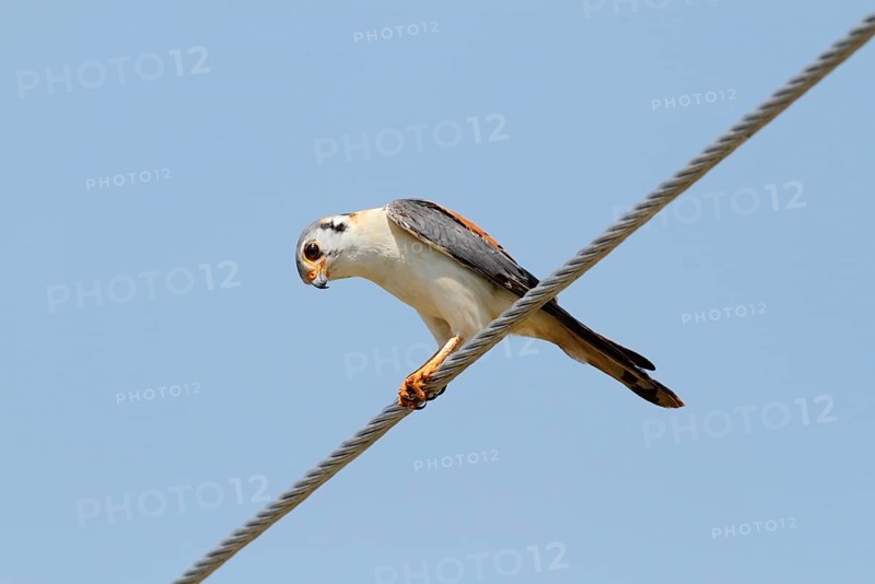 American Common Kestrel