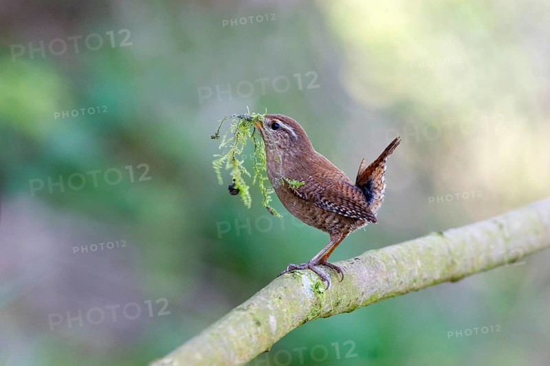 Winter Wren