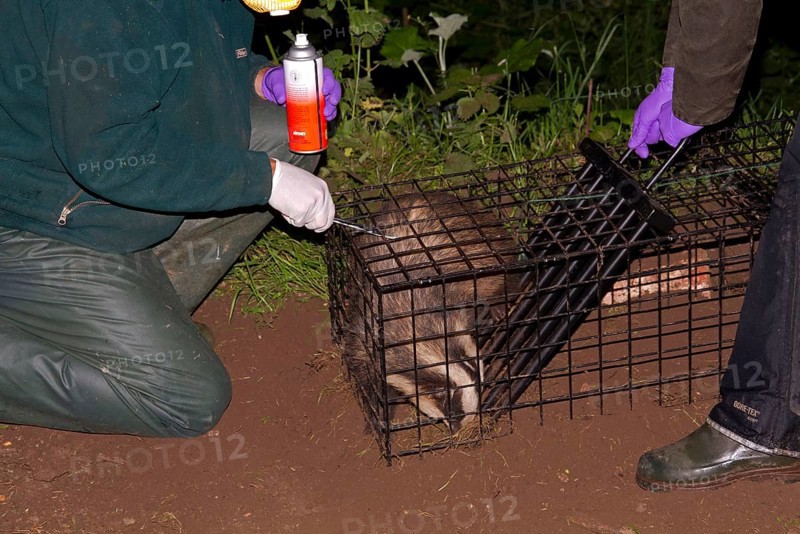 Eurasian Badger