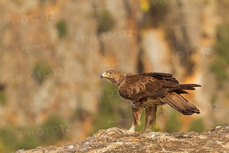 Bonelli's Eagle