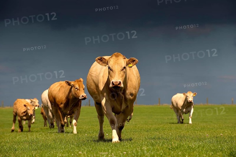 Domestic cattle