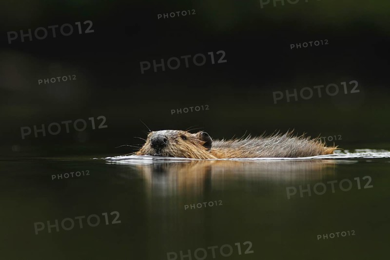 American Beaver
