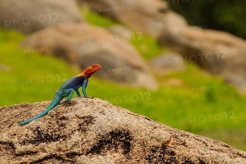 Rock Agama
