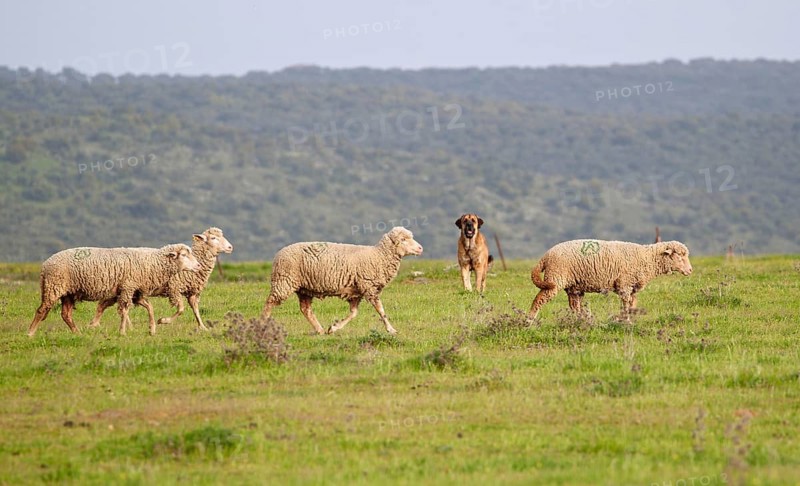 Domestic sheep