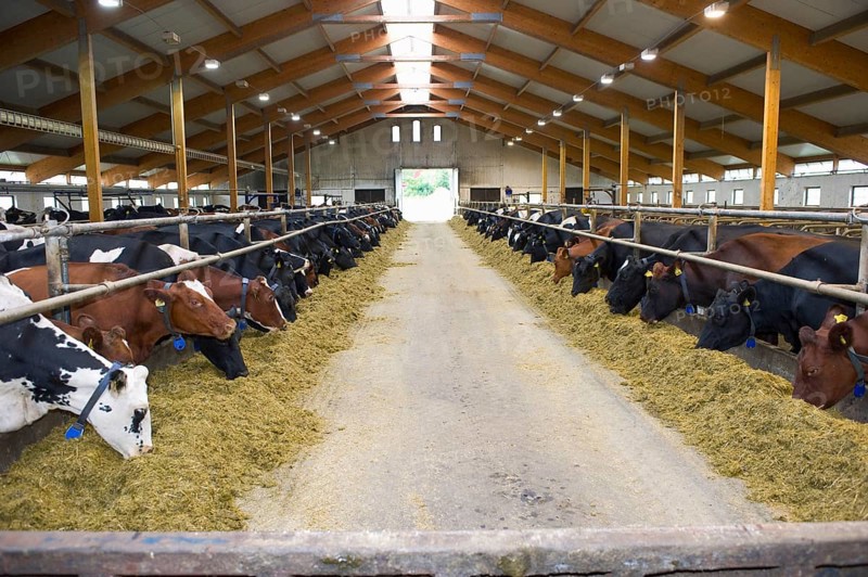 Dairy cattle