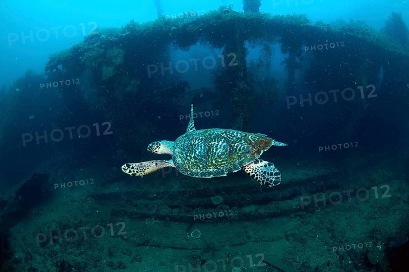 Loggerhead Turtle