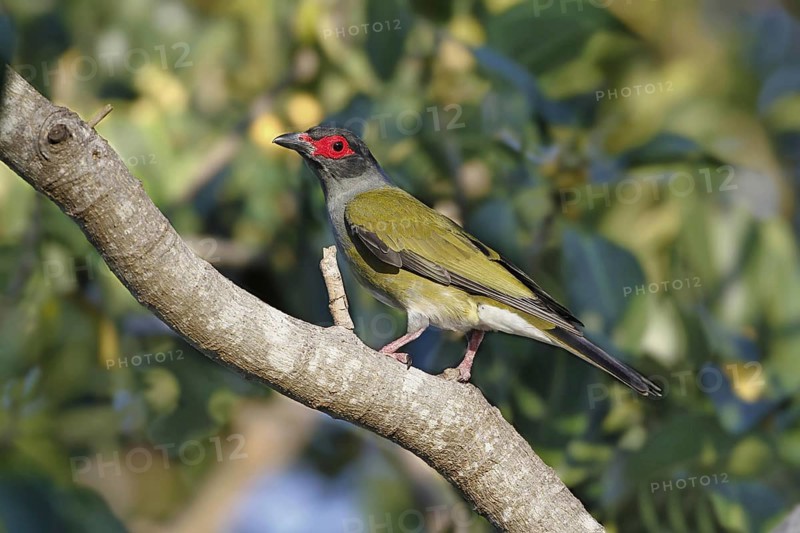 Timor fig oriole