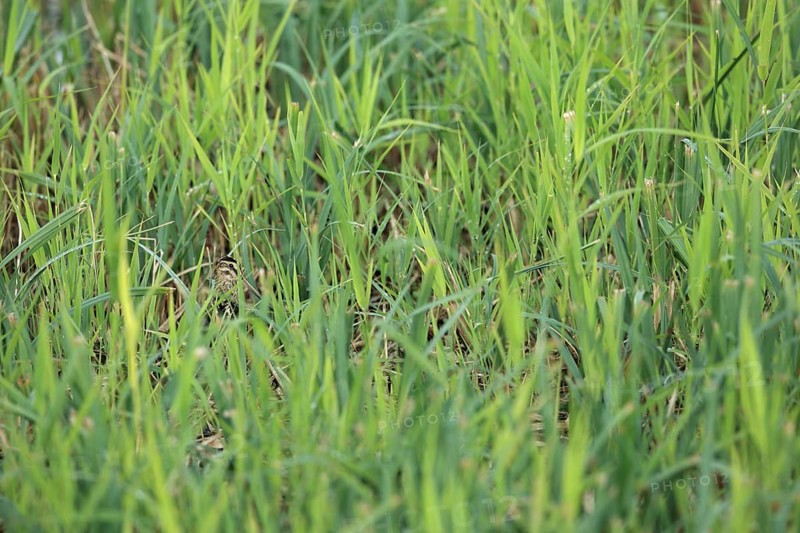 Common Snipe
