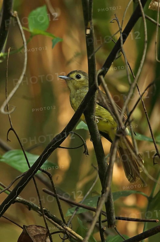 Hairy-backed Bulbul