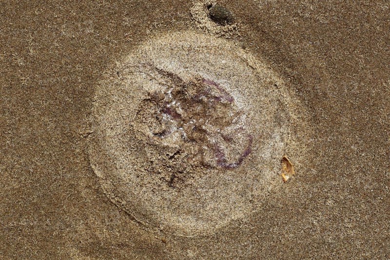 Common jellyfish