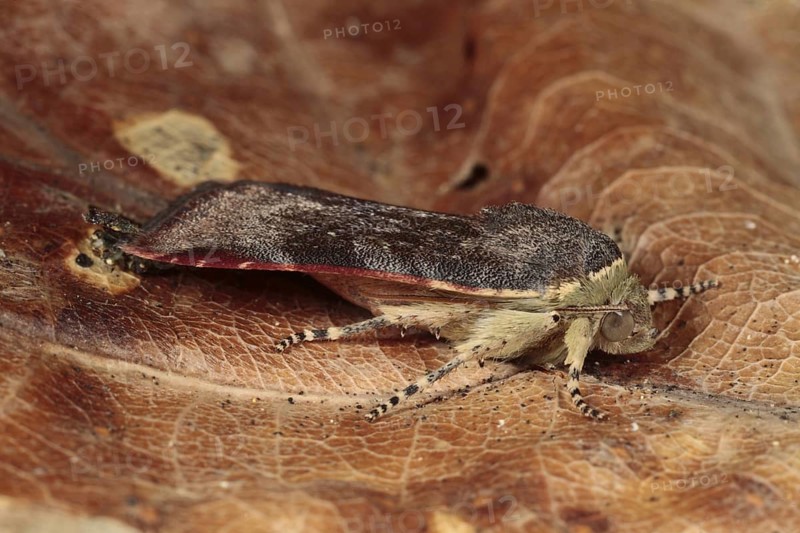 Lesser Broad-bordered Yellow Underwing
