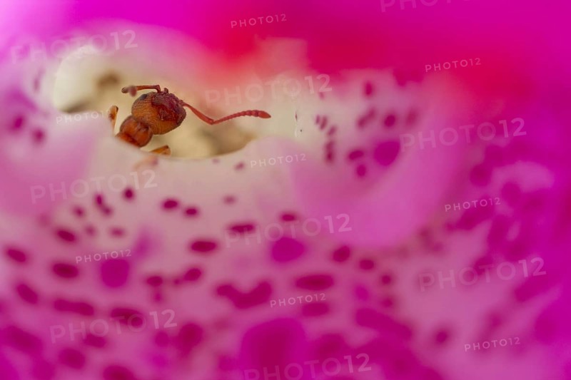 Ant