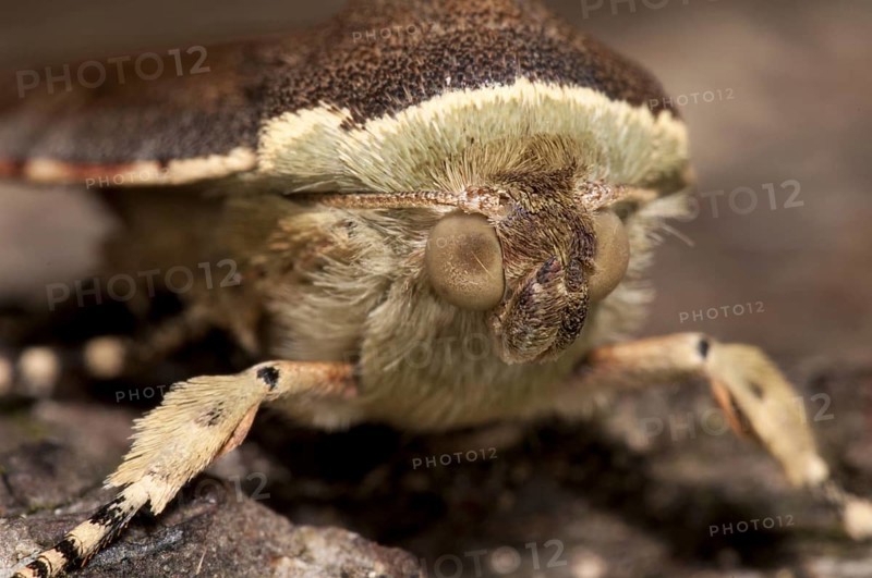 Lesser Broad-bordered Yellow Underwing