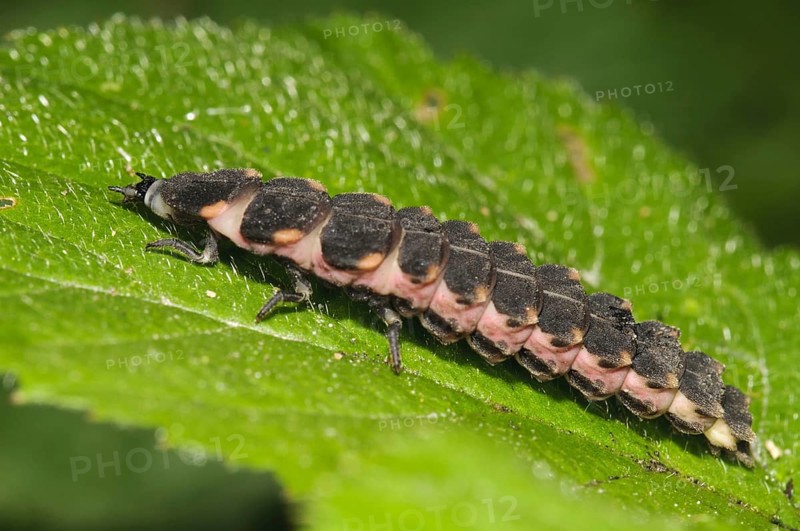 Large firefly