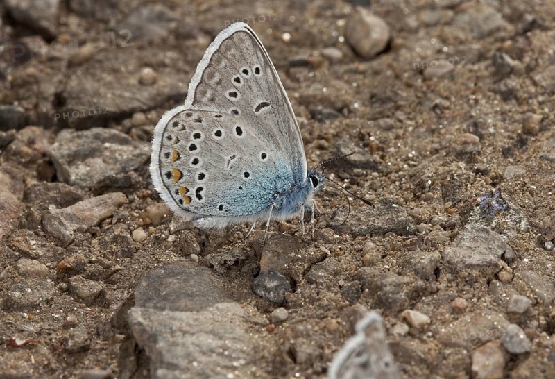 Amanda's Blue
