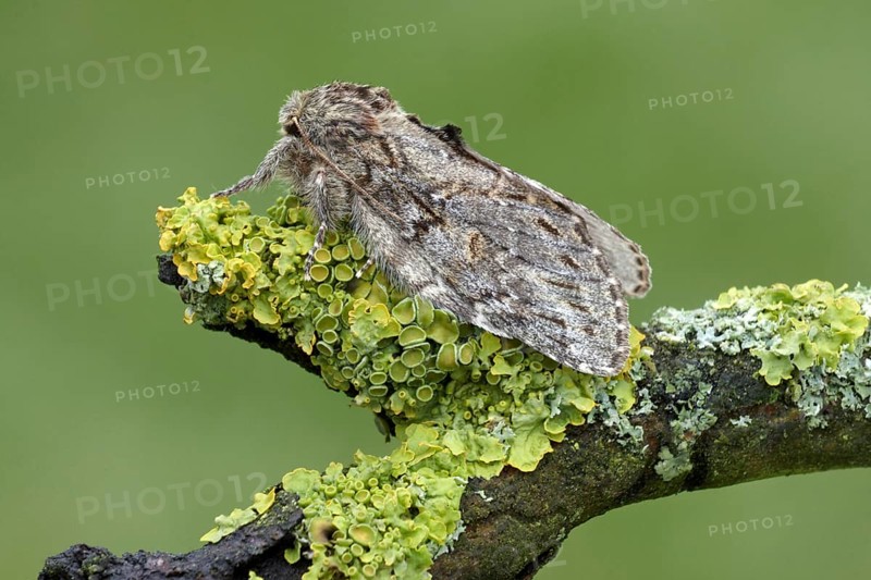 Acorn moth