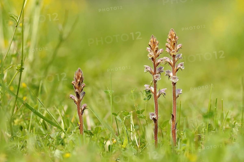 Common Broomrape