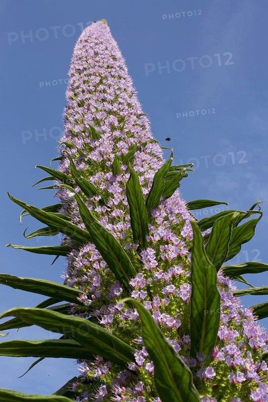 Giant tree echium