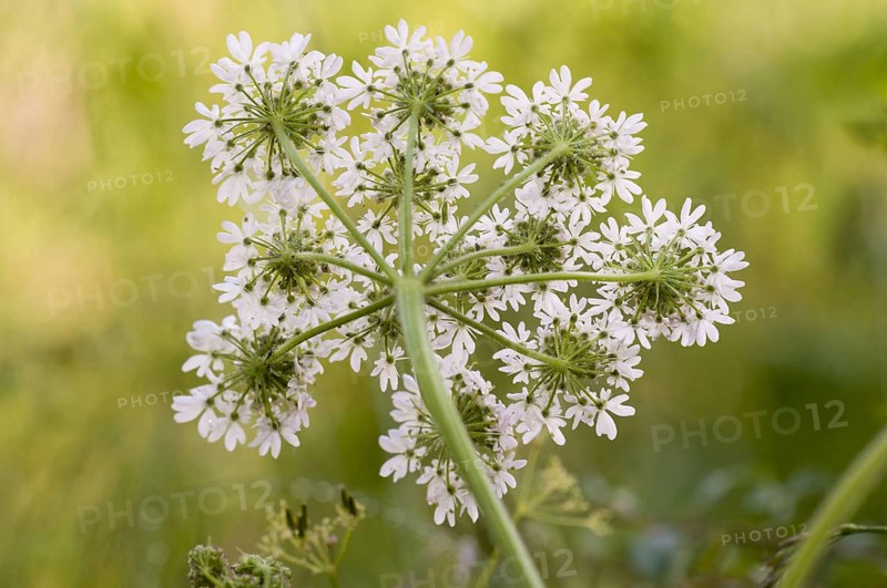 Hogweed